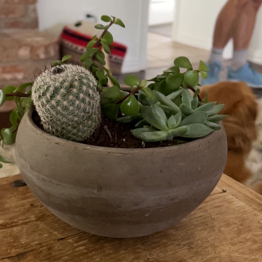 Potted Mammillaria Haageana cactus with other succulents in a bowl.