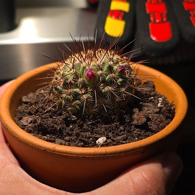Photo of the plant species Mammillaria by @GladBluebroom46 named Hank on Greg, the plant care app
