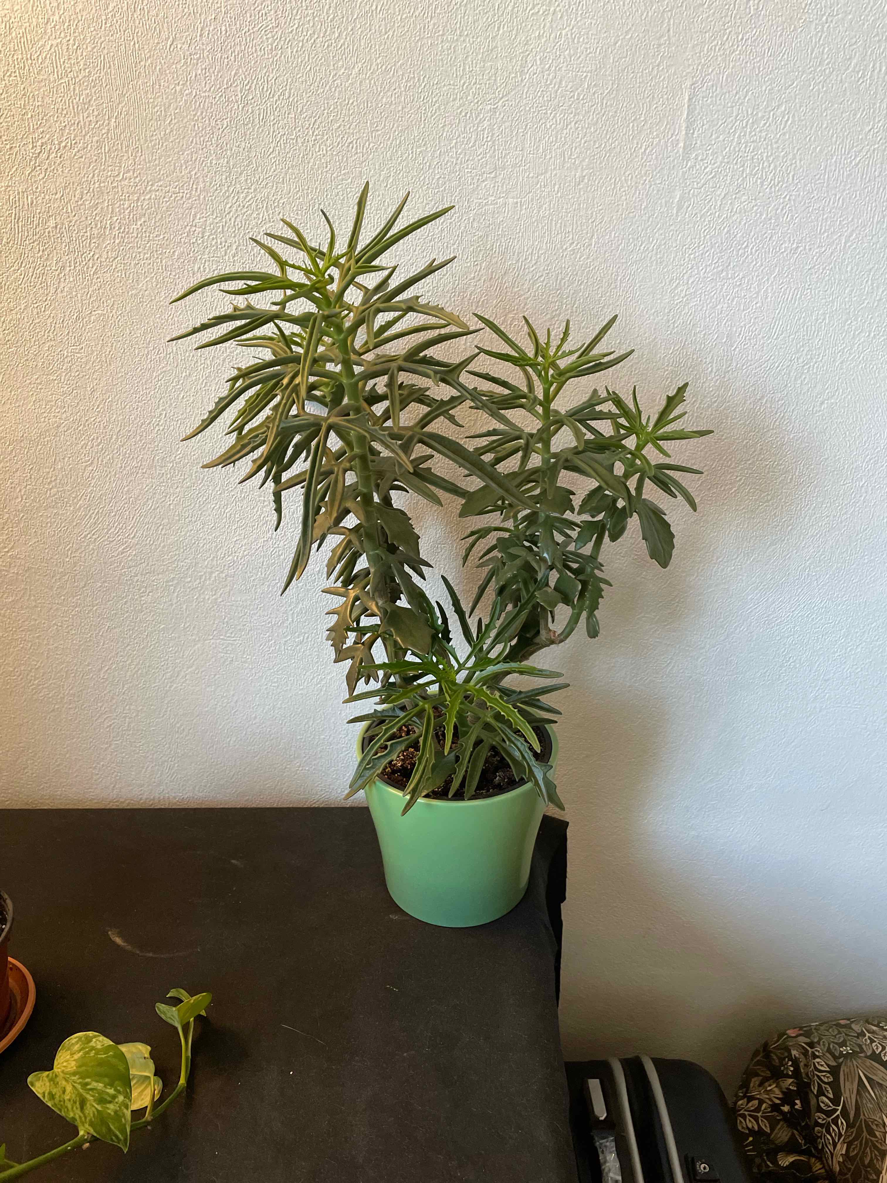 Photo of the plant species varigated lavender scallops by @arborea named Nithin on Greg, the plant care app