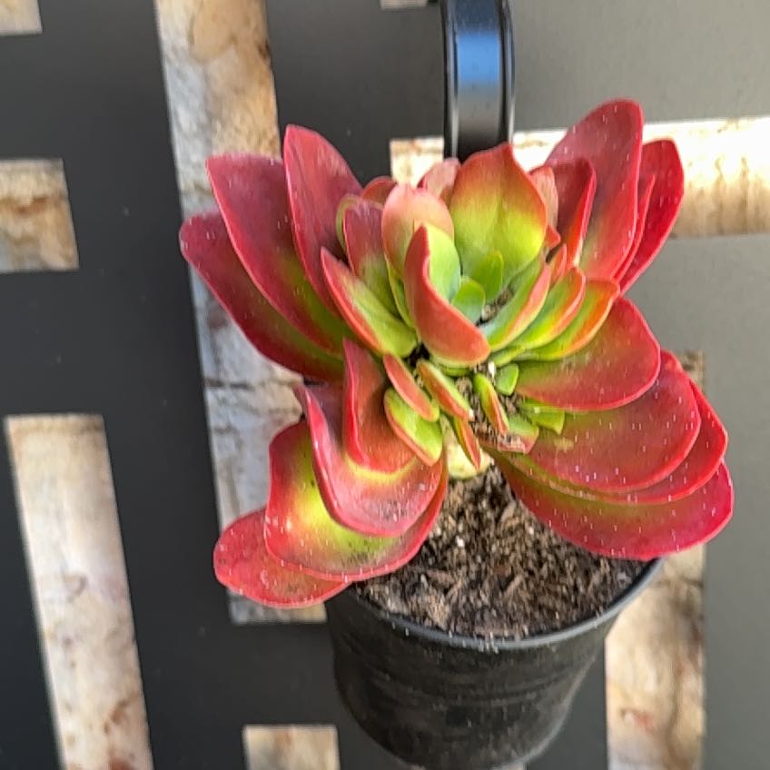 Photo of the plant species crassula red pogoda by @PeakDeerbrush70 named Figyonce on Greg, the plant care app