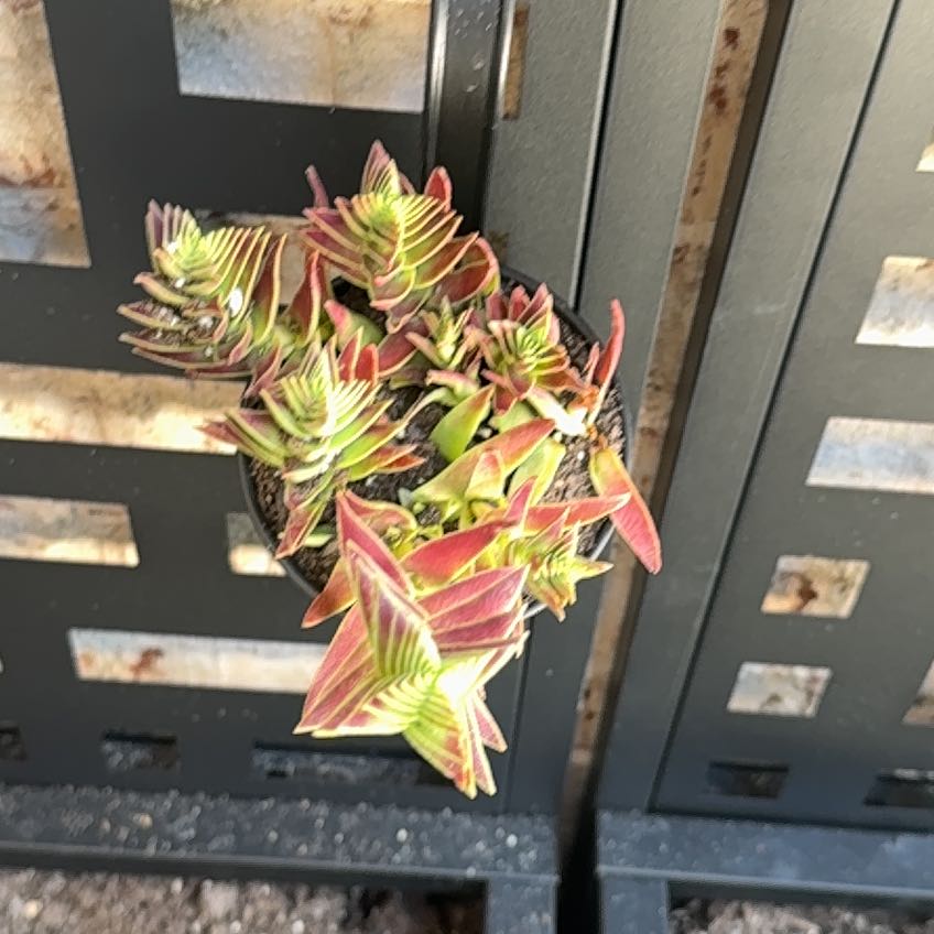 Photo of the plant species crassula shark tooth by @PeakDeerbrush70 named Wall-E on Greg, the plant care app