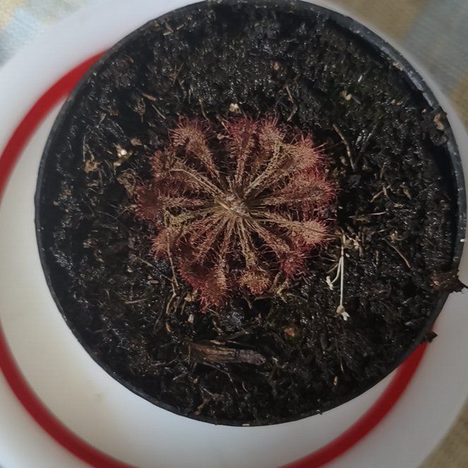 Photo of the plant species Tokaiensis Sundew by @DurableGalega23 named Sage on Greg, the plant care app