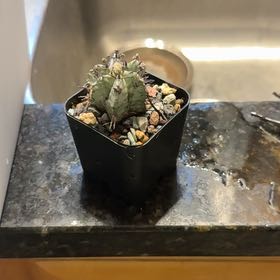 Photo of the plant species African Milk Barrel by @AffableChisme0 named Osmo on Greg, the plant care app