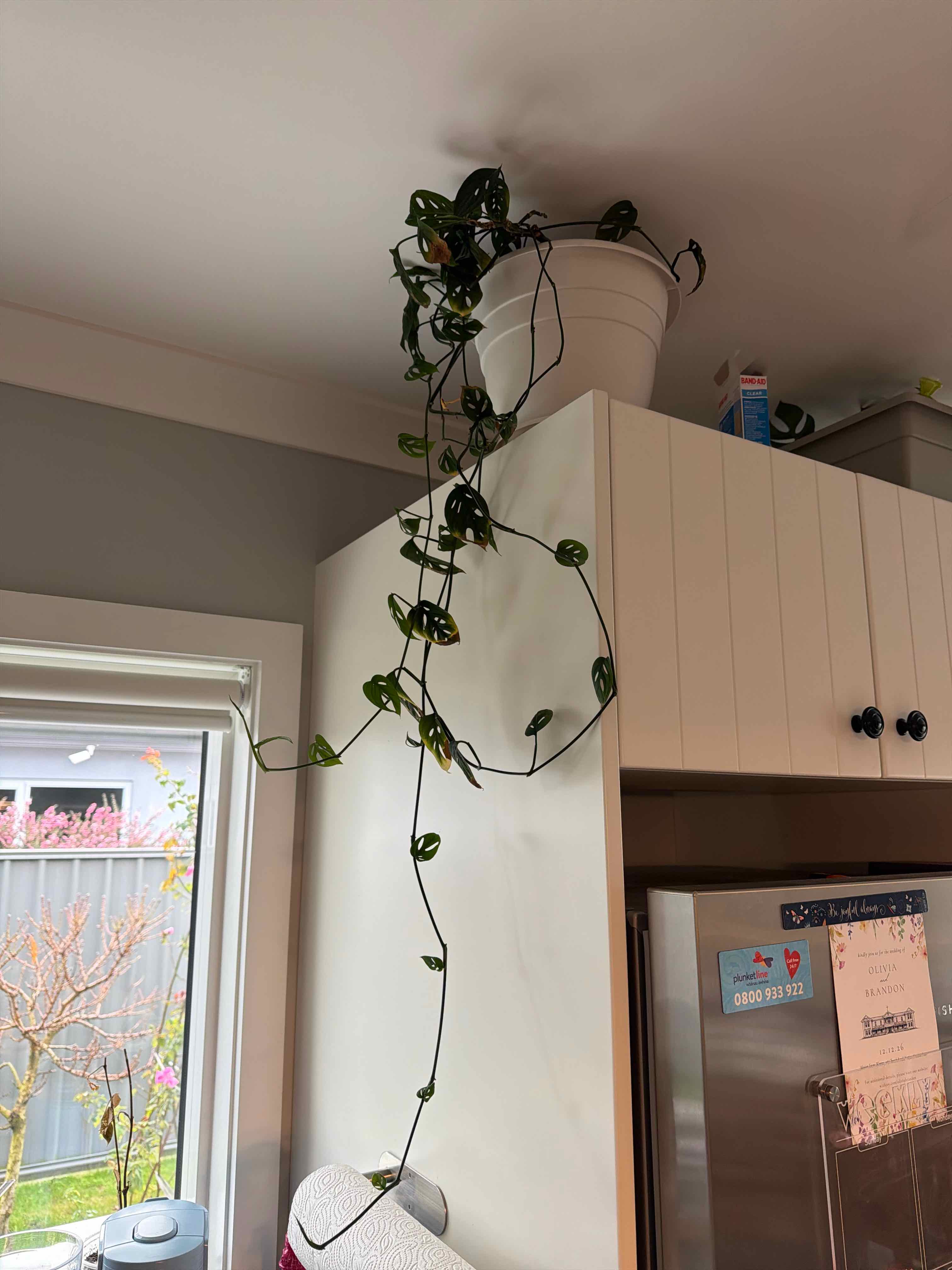 Swiss Cheese Philodendron plant photo by @kirbybeach named Monkey on Greg, the plant care app.