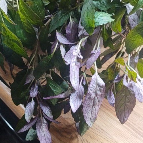 Photo of the plant species Purple Waffle Plant by @NewCorkelm30 named Sahara on Greg, the plant care app