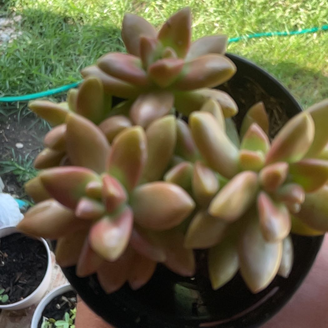 Photo of the plant species Gold Dust by @iloveplants1384 named Goldy on Greg, the plant care app