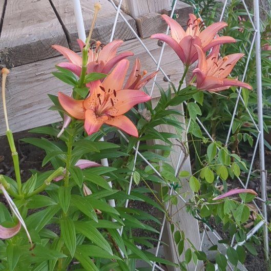 Photo of the plant species Western Red Lily by @NiftyHoyajade97 named Beckham on Greg, the plant care app