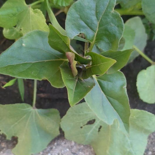 Photo of the plant species Colorado Four O'Clock by @NiftyHoyajade97 named Harry on Greg, the plant care app