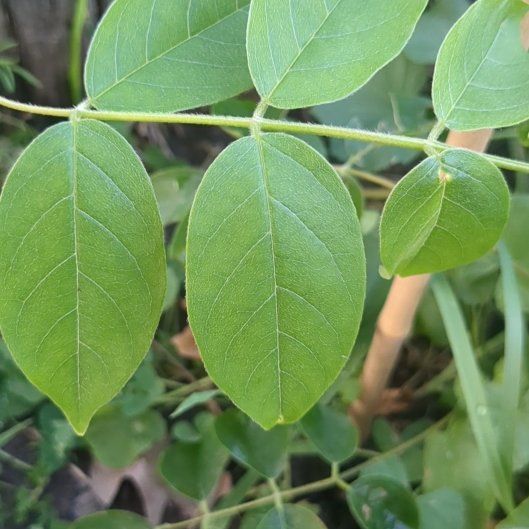 Photo of the plant species Bristly Locust by @NiftyHoyajade97 named ChloroPhil on Greg, the plant care app