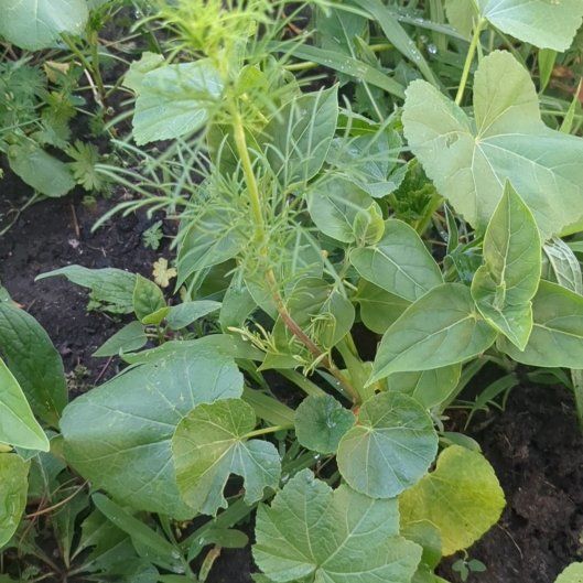 Photo of the plant species Garden Yellow Rocket by @NiftyHoyajade97 named Athena on Greg, the plant care app