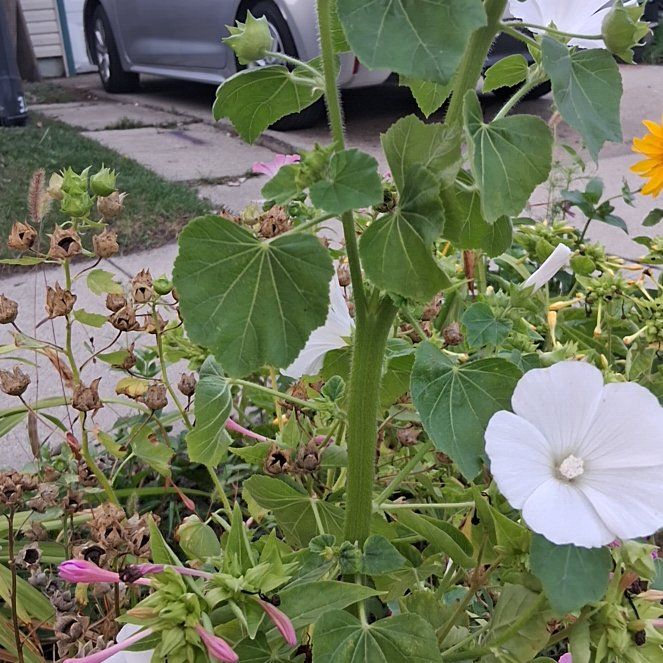 Photo of the plant species Royal Mallow by @NiftyHoyajade97 named Duke on Greg, the plant care app
