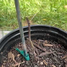 Photo of the plant species Joan J Raspberry by @HipKawaka34 named Fernie Mac on Greg, the plant care app