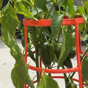 Photo of the plant species Megatron Jalapeno Chile Pepper by @HipKawaka34 named Wall-E on Greg, the plant care app