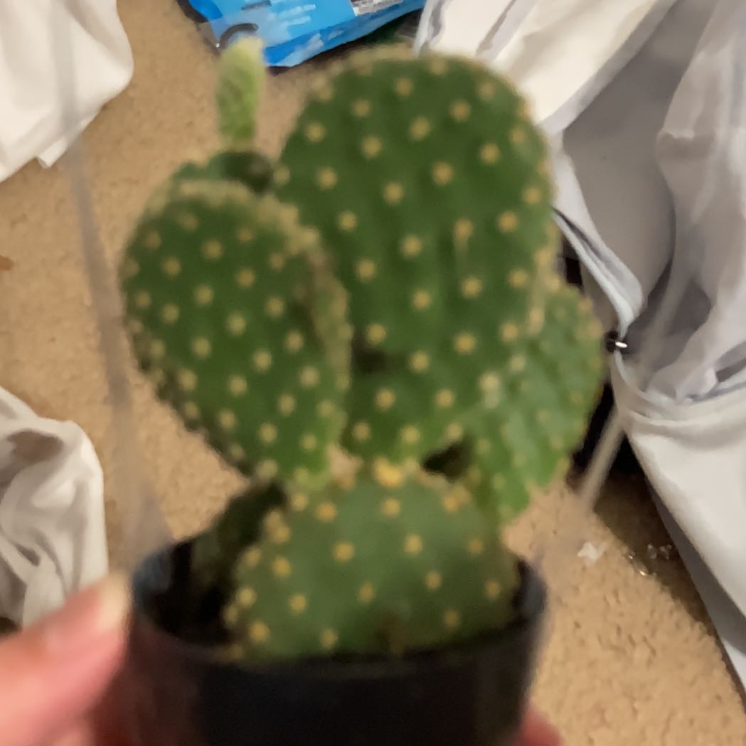 Photo of the plant species Bunny Ears Cactus 'Honey Mike' by @ZestyHedera25 named Drice on Greg, the plant care app