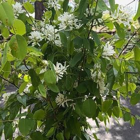 Photo of the plant species Saskatoon by @NourishedLime58 named Apollo on Greg, the plant care app