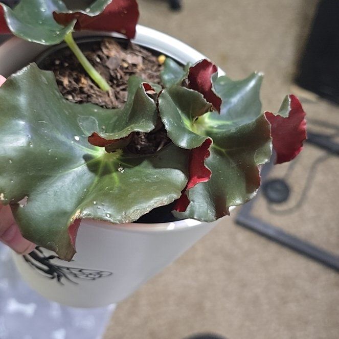 Photo of the plant species Begonia 'Erythrophylla' by @AssistiveWorm55 named Beefsteak Begonia on Greg, the plant care app