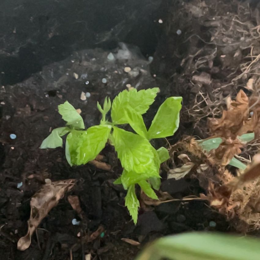 Photo of the plant species Heritage Raspberry by @VitalCatnip11 named Messi on Greg, the plant care app