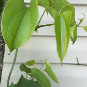 Photo of the plant species Chinese Yam by @SuperiorPurei98 named Duke on Greg, the plant care app
