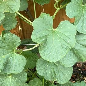Photo of the plant species Melon by @ElegantDaboecia named Hemingway on Greg, the plant care app