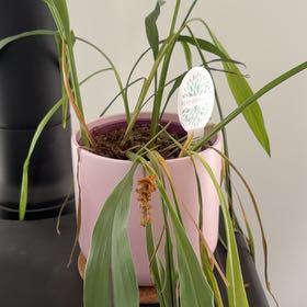 Photo of the plant species Curcuma 'Ruby' by @GamesomeBoneset named Kardashian on Greg, the plant care app