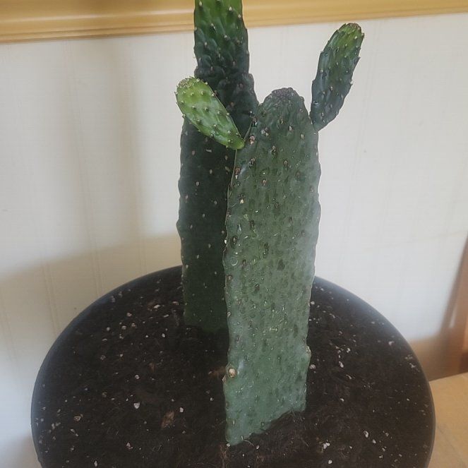 Photo of the plant species Woolyjoint Prickly Pear by @SaintlyMayapple named Scarlett on Greg, the plant care app