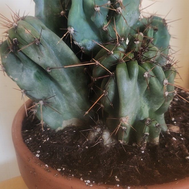 Photo of the plant species Scarlet Hedgehog Cactus by @SaintlyMayapple named Ulysses S Plant on Greg, the plant care app