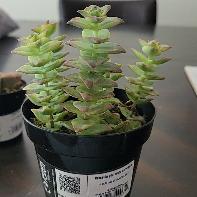 Photo of the plant species Asst Succulent by @VipCashew63 named Miffy on Greg, the plant care app