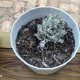 Photo of the plant species Jacobaea Maritima by @StarRedlog11 named Sherlock on Greg, the plant care app