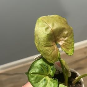 Photo of the plant species Arrowhead Plant by @HotWaiuatua76 named Robin Hood on Greg, the plant care app