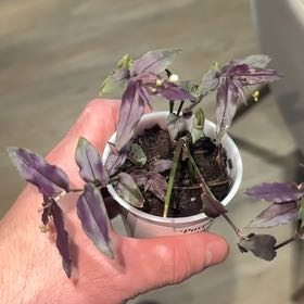 Photo of the plant species purple bridal veil by @HotWaiuatua76 named Marry Mae Mee on Greg, the plant care app