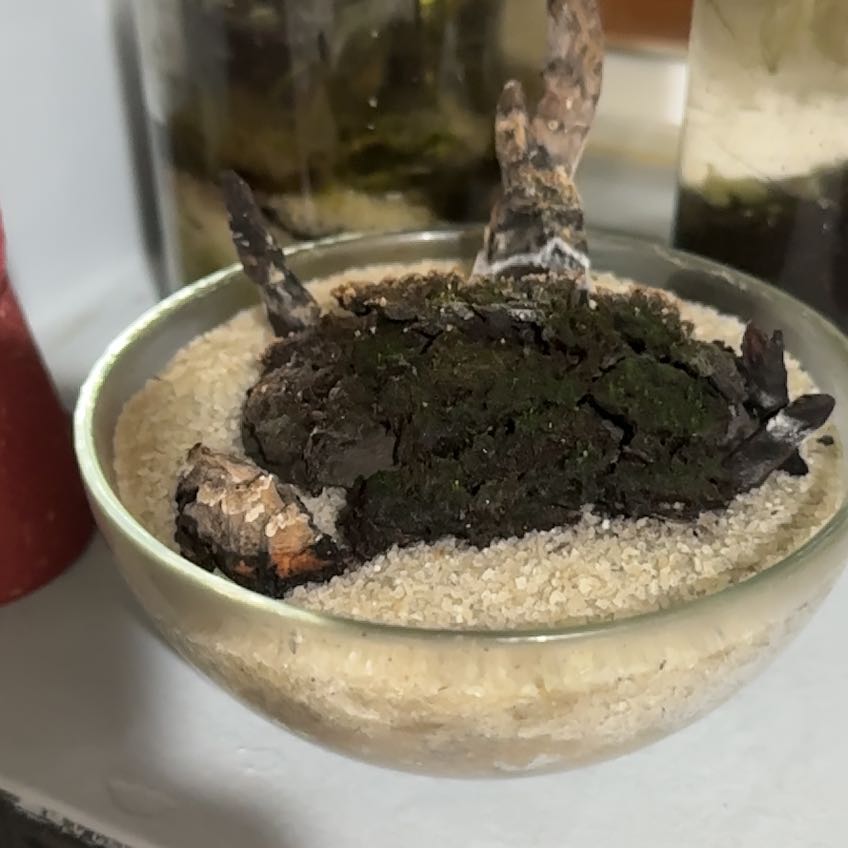 Photo of the plant species Silvergreen Bryum Moss by @HotWaiuatua76 named Maya on Greg, the plant care app