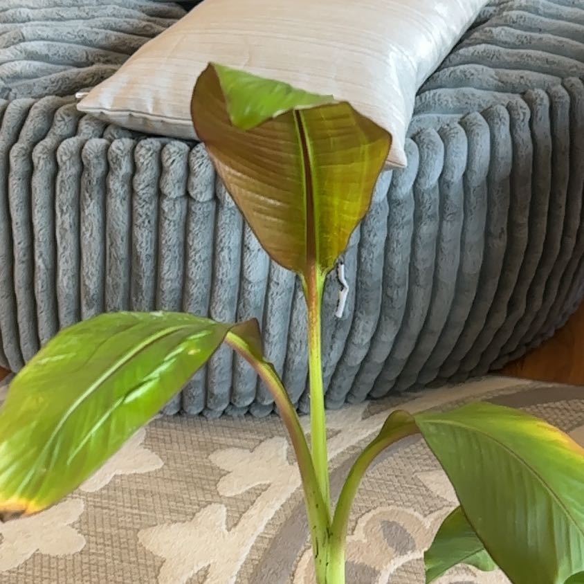 Photo of the plant species Red Banana by @SageAnacua64 named Scarlett on Greg, the plant care app