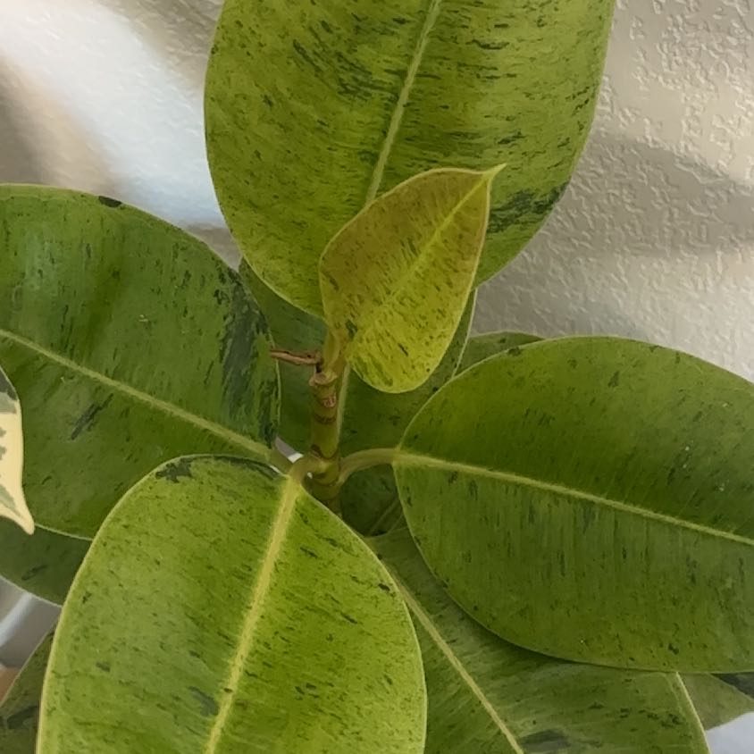 Photo of the plant species Ficus Macrophylla by @SageAnacua64 named Keanu Leaves on Greg, the plant care app