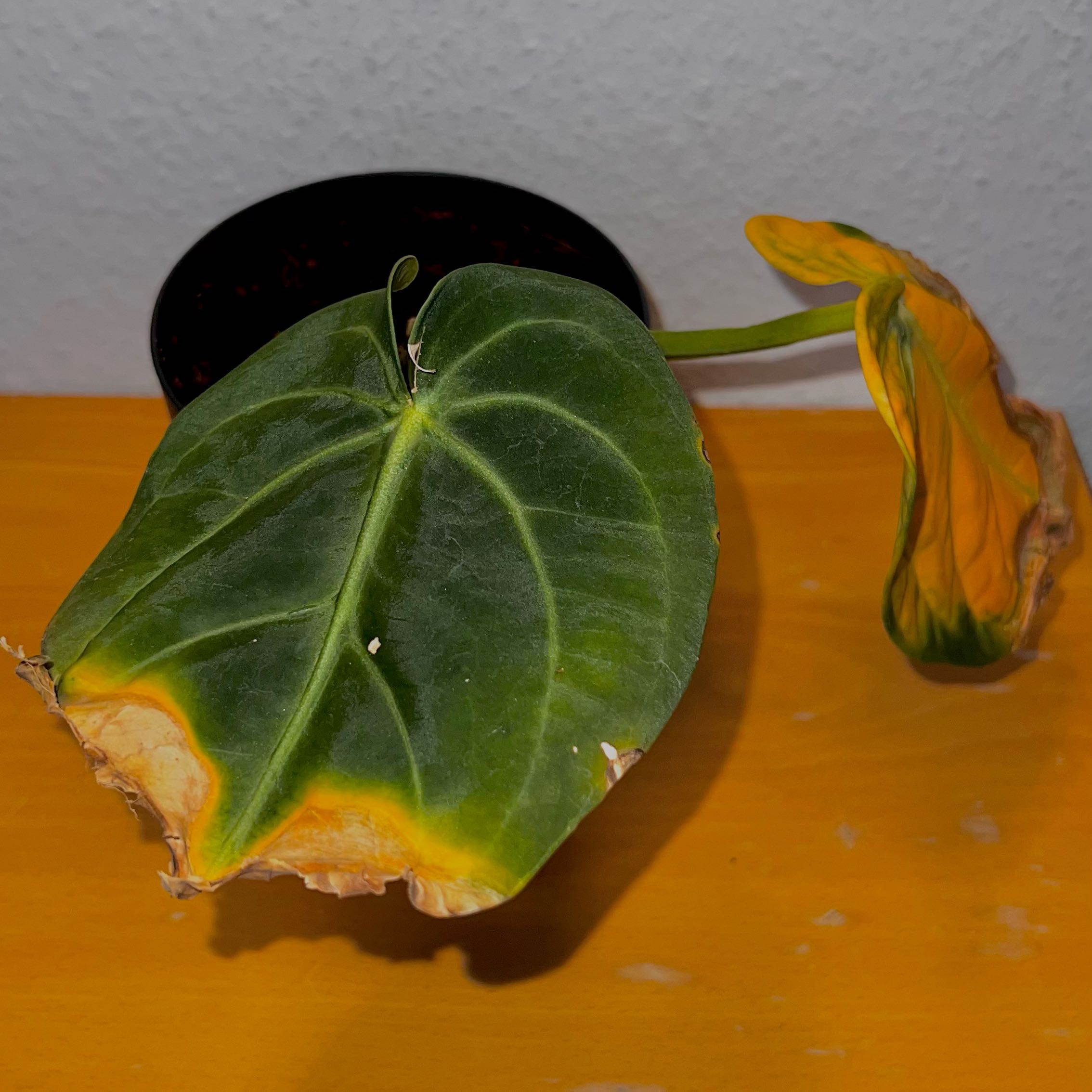 Photo of the plant species Queen Anthurium Hybrid by @J3TT4 named Marilyn Mon-Rogue on Greg, the plant care app