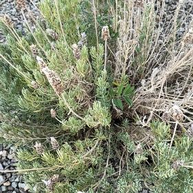 Photo of the plant species Lavandula Pedunculata by @AgelessLlavea58 named Taylor Swift on Greg, the plant care app