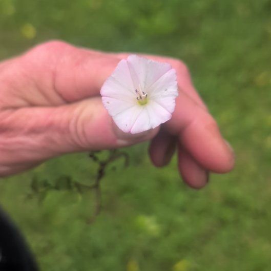 Photo of the plant species Corn Bind by @CivilCowpea15 named Fernie Saunders on Greg, the plant care app