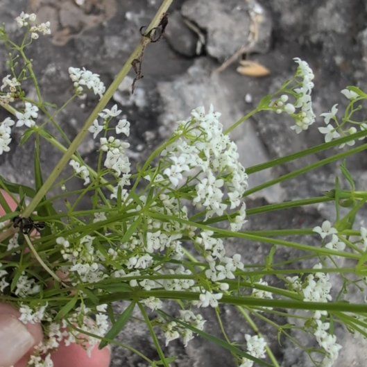 Photo of the plant species Leaf Celery by @CivilCowpea15 named Aristotle on Greg, the plant care app