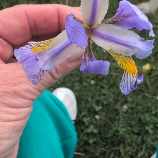 Photo of the plant species Virginia Iris by @CivilCowpea15 named Daphne on Greg, the plant care app