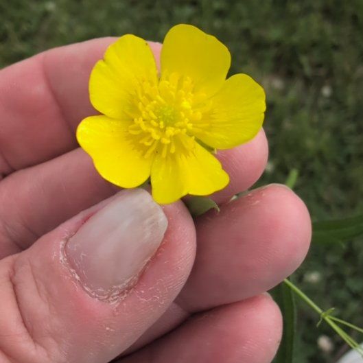 Photo of the plant species Common Buttercup by @CivilCowpea15 named Nemo on Greg, the plant care app