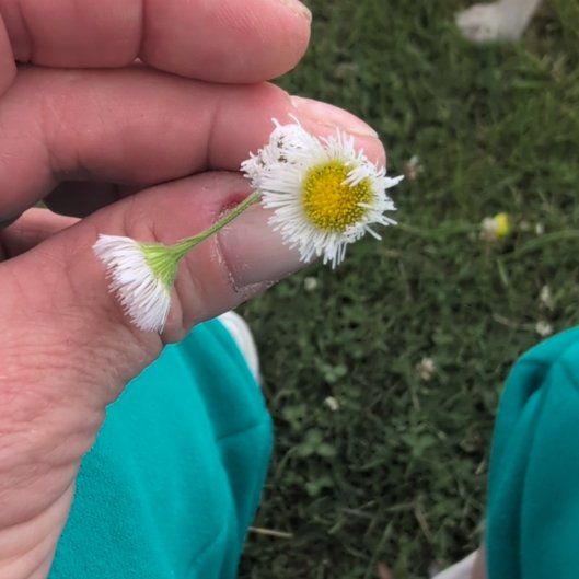 Photo of the plant species Philadelphia Fleabane by @CivilCowpea15 named Prince on Greg, the plant care app