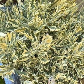 Photo of the plant species Meerlo Lavender by @SacredLukiwan21 named Girlfrond on Greg, the plant care app