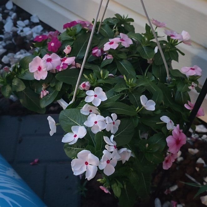 Photo of the plant species Herbaceous Periwinkle by @YokeBorage81 named Stella on Greg, the plant care app