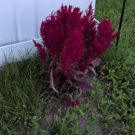 Photo of the plant species Dragons Breath by @AmiableSapote84 named Duke on Greg, the plant care app