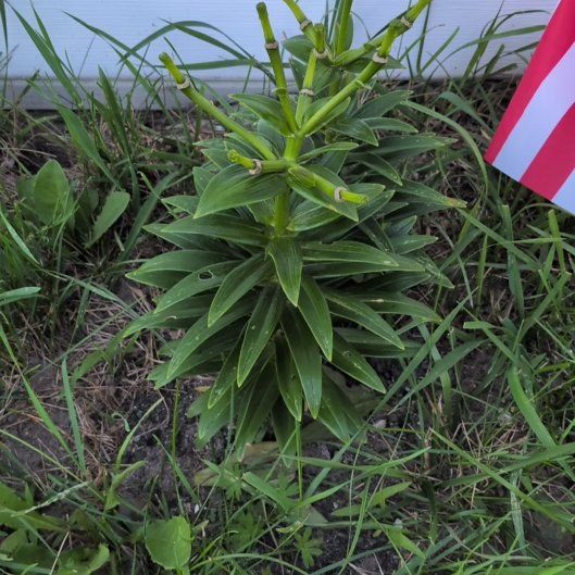 Photo of the plant species Asiatic Lily by @AmiableSapote84 named Sigmund on Greg, the plant care app