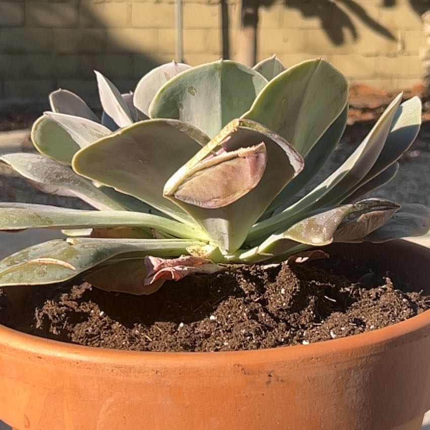 Photo of the plant species Cream Puff by @WarmBetel56 named Reginald on Greg, the plant care app