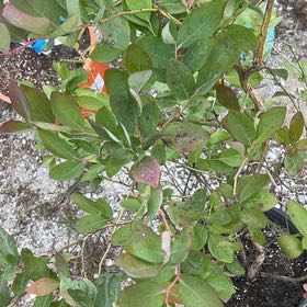 Photo of the plant species Jewel Blueberry Bush by @GuruMint97 named Ulysses S Plant on Greg, the plant care app
