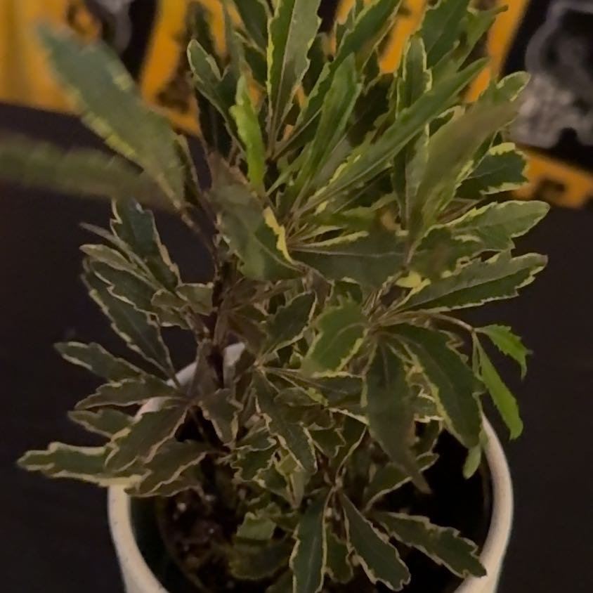 Photo of the plant species Gold Crest False Aralia by @TryCoralpea26 named Stella on Greg, the plant care app