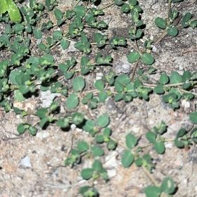 Photo of the plant species Blue Weed by @TastyMaylily95 named Leonardo on Greg, the plant care app
