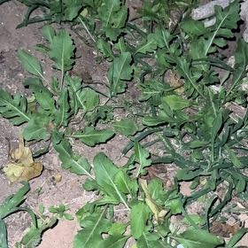 Photo of the plant species Garden Rocket by @TastyMaylily95 named Khaleesi on Greg, the plant care app