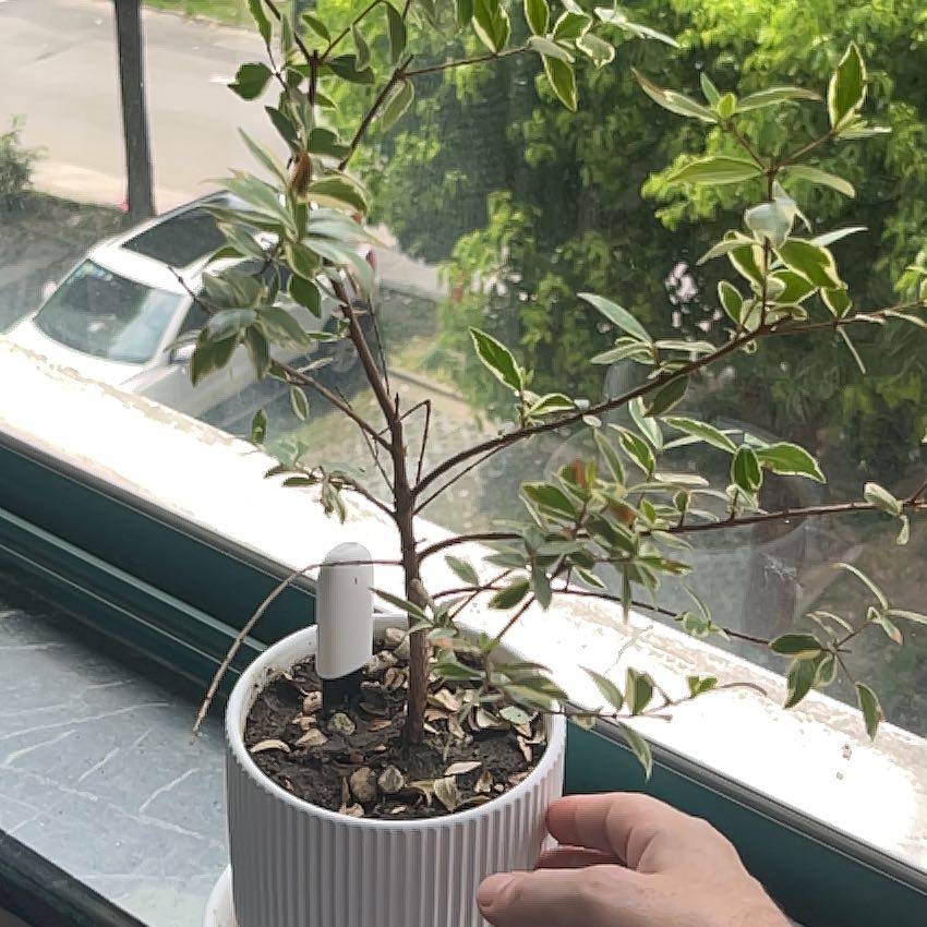 Photo of the plant species Myrrh by @FairTievine42 named Myrrhy on Greg, the plant care app